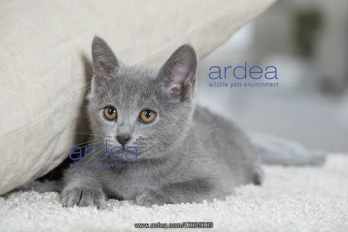 : 80202019 Cat - Chartreux Jean-Michel Labat All : 80202019 Cat - Chartreux Jean-Michel Labat All