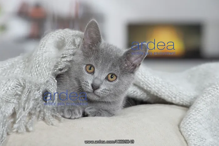 : 80202020 Cat - Chartreux Jean-Michel Labat All : 80202020 Cat - Chartreux Jean-Michel Labat All