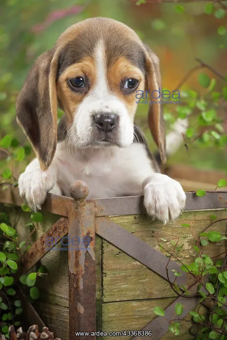 : 80202030 Dog - Beagle puppy Jean-Michel Labat All : 80202030 Dog - Beagle puppy Jean-Michel Labat All