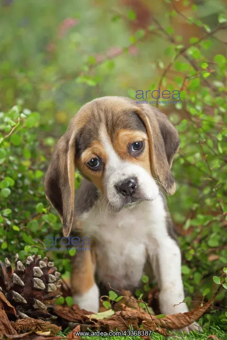 : 80202031 Dog - Beagle puppy Jean-Michel Labat All : 80202031 Dog - Beagle puppy Jean-Michel Labat All