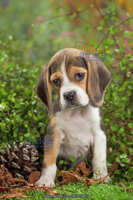  : 80202032 Dog - Beagle puppy Jean-Michel Labat All