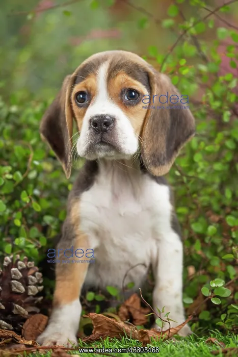 : 80202033 Dog - Beagle puppy Jean-Michel Labat All : 80202033 Dog - Beagle puppy Jean-Michel Labat All