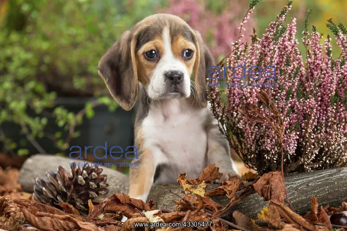 : 80202034 Dog - Beagle puppy Jean-Michel Labat All : 80202034 Dog - Beagle puppy Jean-Michel Labat All