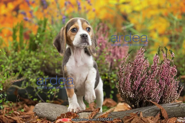 : 80202035 Dog - Beagle puppy Jean-Michel Labat All : 80202035 Dog - Beagle puppy Jean-Michel Labat All