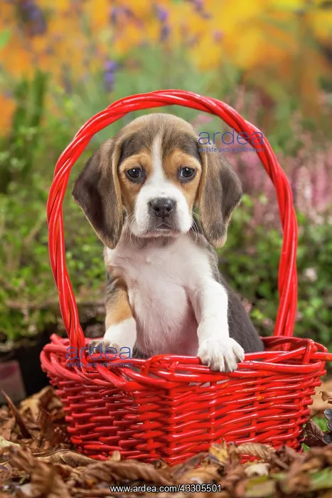 : 80202036 Dog - Beagle puppy Jean-Michel Labat All : 80202036 Dog - Beagle puppy Jean-Michel Labat All