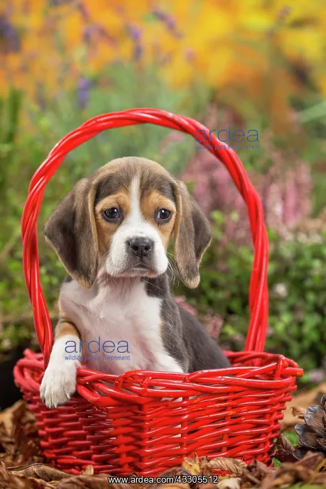 : 80202037 Dog - Beagle puppy Jean-Michel Labat All : 80202037 Dog - Beagle puppy Jean-Michel Labat All