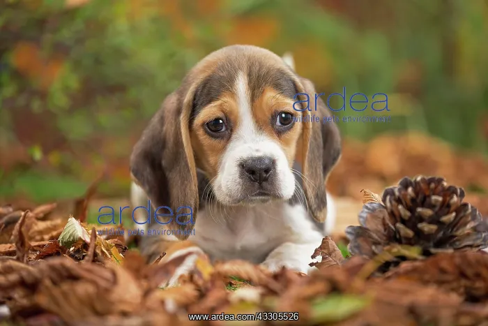: 80202038 Dog - Beagle puppy Jean-Michel Labat All : 80202038 Dog - Beagle puppy Jean-Michel Labat All