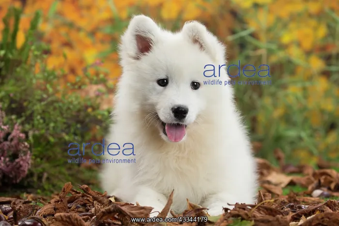 : 80202040 Dog - Samoyed puppy Jean-Michel Labat All : 80202040 Dog - Samoyed puppy Jean-Michel Labat All