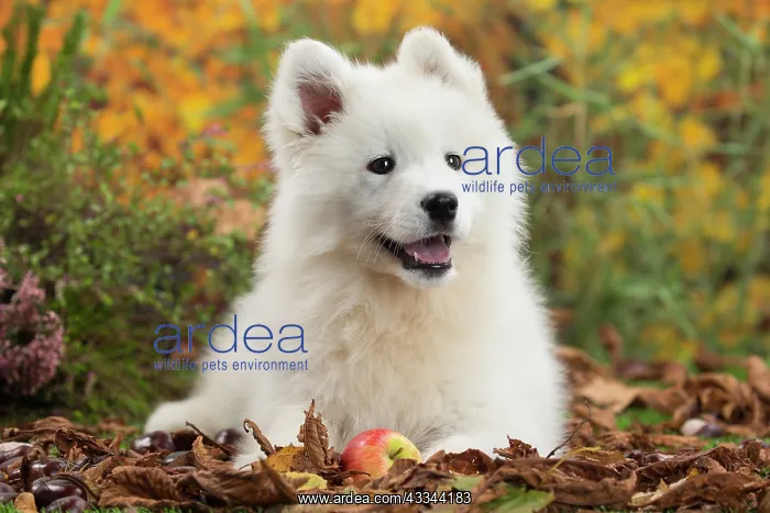 : 80202041 Dog - Samoyed puppy Jean-Michel Labat All : 80202041 Dog - Samoyed puppy Jean-Michel Labat All