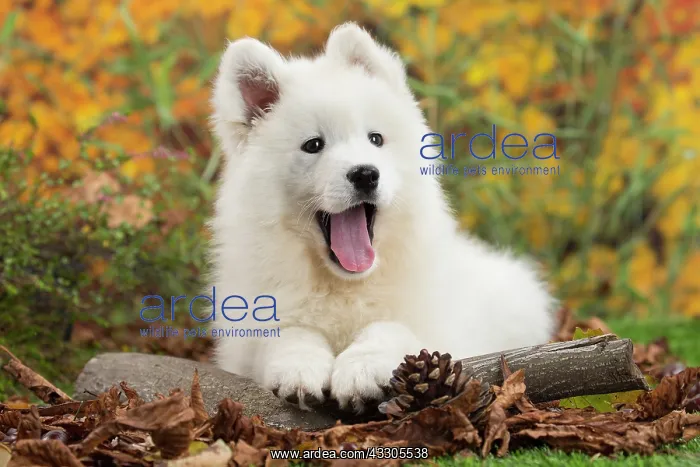 : 80202042 Dog - Samoyed puppy Jean-Michel Labat All : 80202042 Dog - Samoyed puppy Jean-Michel Labat All