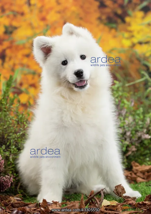 : 80202043 Dog - Samoyed puppy Jean-Michel Labat All : 80202043 Dog - Samoyed puppy Jean-Michel Labat All