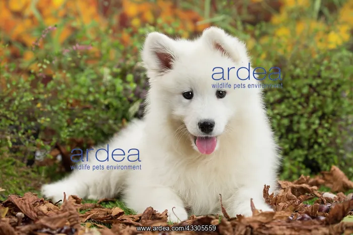  : 80202044 Dog - Samoyed puppy Jean-Michel Labat All