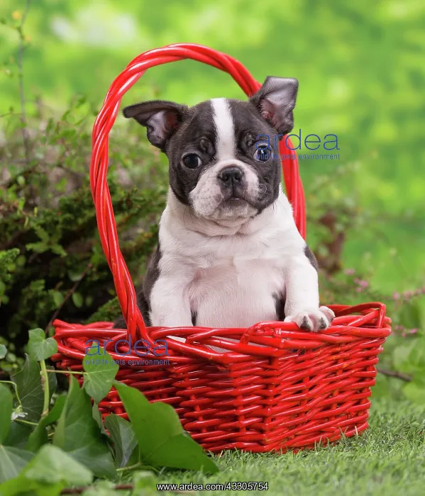 : 80202069 Dog - Boston Terrier puppy Jean-Michel : 80202069 Dog - Boston Terrier puppy Jean-Michel
