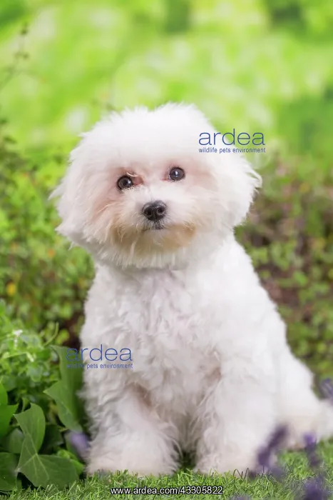 : 80202076 Dog - Bichon Frise puppy Jean-Michel Labat : 80202076 Dog - Bichon Frise puppy Jean-Michel Labat