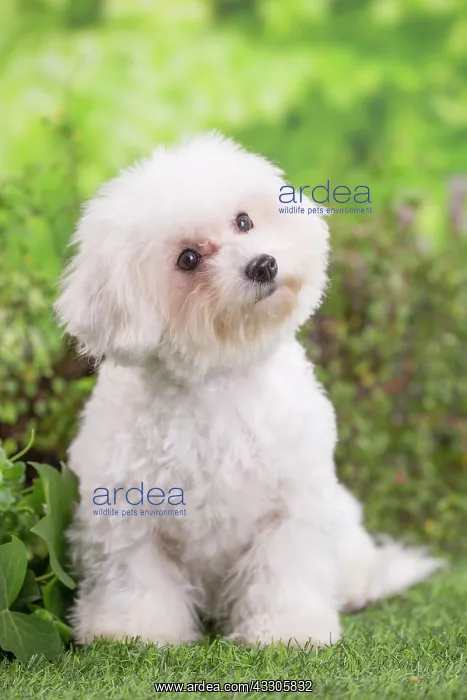 : 80202077 Dog - Bichon Frise puppy Jean-Michel Labat : 80202077 Dog - Bichon Frise puppy Jean-Michel Labat