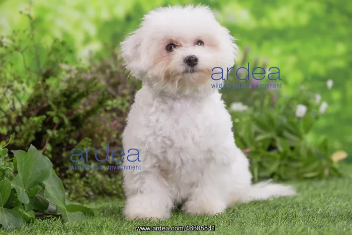 : 80202078 Dog - Bichon Frise puppy Jean-Michel Labat : 80202078 Dog - Bichon Frise puppy Jean-Michel Labat