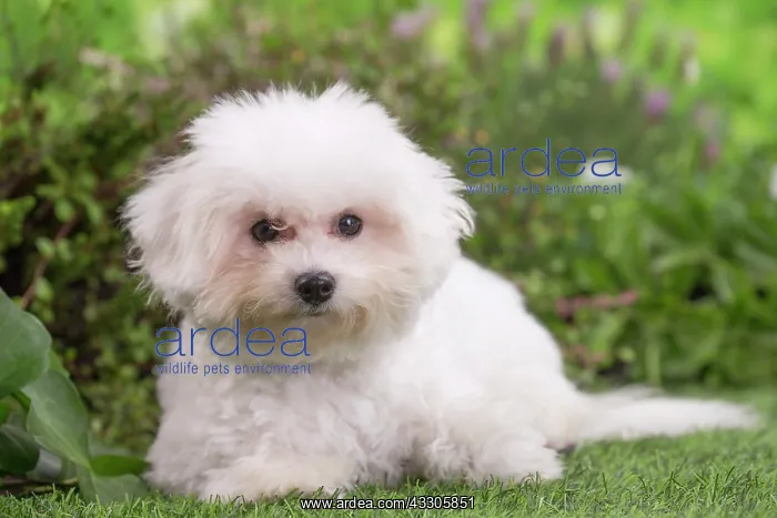 : 80202079 Dog - Bichon Frise puppy Jean-Michel Labat : 80202079 Dog - Bichon Frise puppy Jean-Michel Labat
