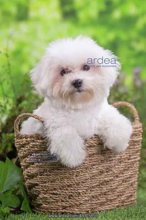 : 80202080 Dog - Bichon Frise puppy Jean-Michel Labat : 80202080 Dog - Bichon Frise puppy Jean-Michel Labat