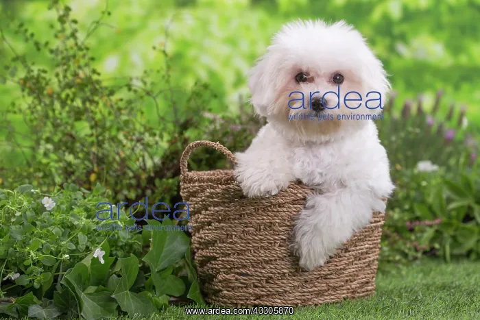  : 80202081 Dog - Bichon Frise puppy Jean-Michel Labat