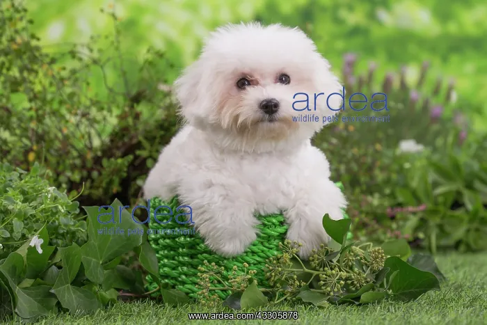 : 80202082 Dog - Bichon Frise puppy Jean-Michel Labat : 80202082 Dog - Bichon Frise puppy Jean-Michel Labat