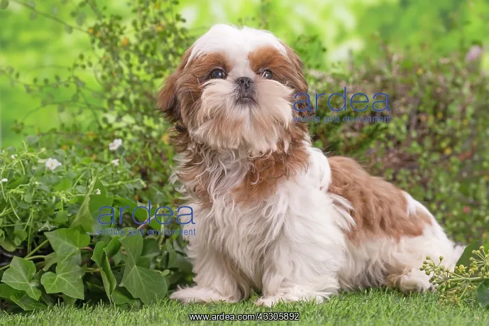 : 80202083 Dog - Shih Tzu puppy Jean-Michel Labat : 80202083 Dog - Shih Tzu puppy Jean-Michel Labat