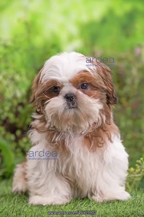 : 80202084 Dog - Shih Tzu puppy Jean-Michel Labat : 80202084 Dog - Shih Tzu puppy Jean-Michel Labat