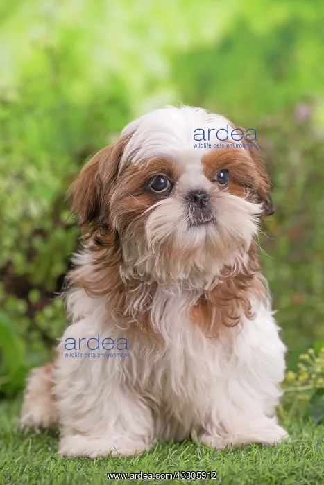 : 80202085 Dog - Shih Tzu puppy Jean-Michel Labat : 80202085 Dog - Shih Tzu puppy Jean-Michel Labat
