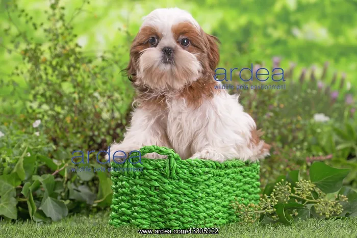 : 80202086 Dog - Shih Tzu puppy Jean-Michel Labat : 80202086 Dog - Shih Tzu puppy Jean-Michel Labat