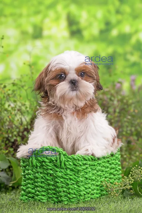 : 80202087 Dog - Shih Tzu puppy Jean-Michel Labat : 80202087 Dog - Shih Tzu puppy Jean-Michel Labat