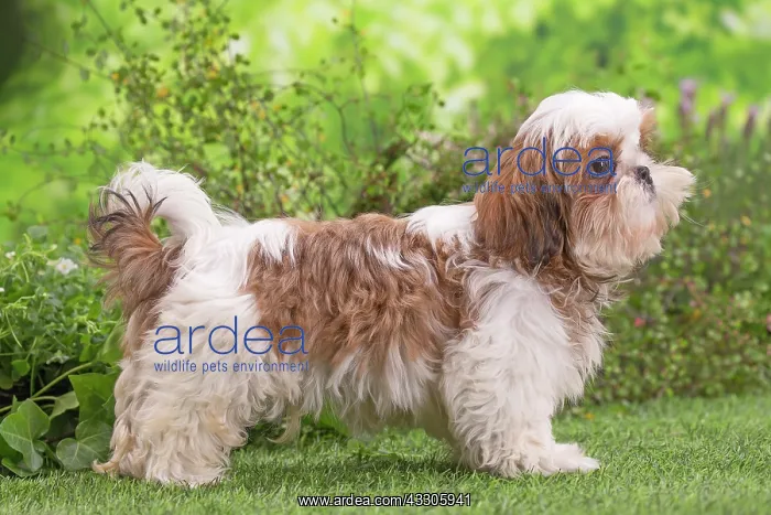 : 80202088 Dog - Shih Tzu puppy Jean-Michel Labat : 80202088 Dog - Shih Tzu puppy Jean-Michel Labat