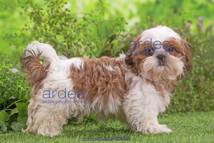 : 80202089 Dog - Shih Tzu puppy Jean-Michel Labat : 80202089 Dog - Shih Tzu puppy Jean-Michel Labat
