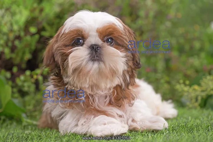  : 80202090 Dog - Shih Tzu puppy Jean-Michel Labat