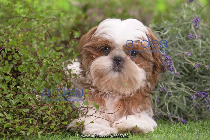  : 80202091 Dog - Shih Tzu puppy Jean-Michel Labat