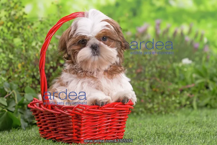 : 80202092 Dog - Shih Tzu puppy Jean-Michel Labat : 80202092 Dog - Shih Tzu puppy Jean-Michel Labat