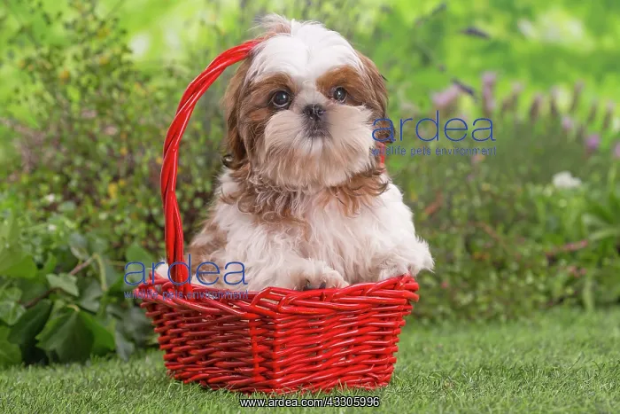 : 80202093 Dog - Shih Tzu puppy Jean-Michel Labat : 80202093 Dog - Shih Tzu puppy Jean-Michel Labat
