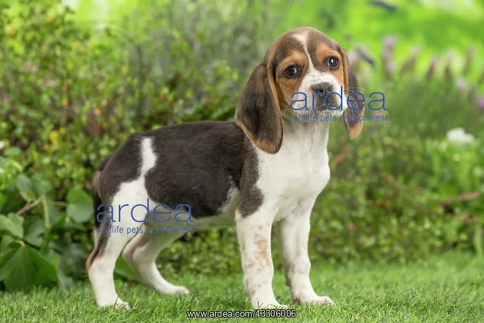 : 80202094 Dog - Beagle puppy Jean-Michel Labat All : 80202094 Dog - Beagle puppy Jean-Michel Labat All
