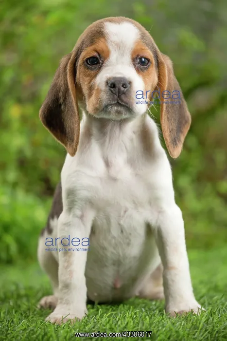 : 80202095 Dog - Beagle puppy Jean-Michel Labat All : 80202095 Dog - Beagle puppy Jean-Michel Labat All