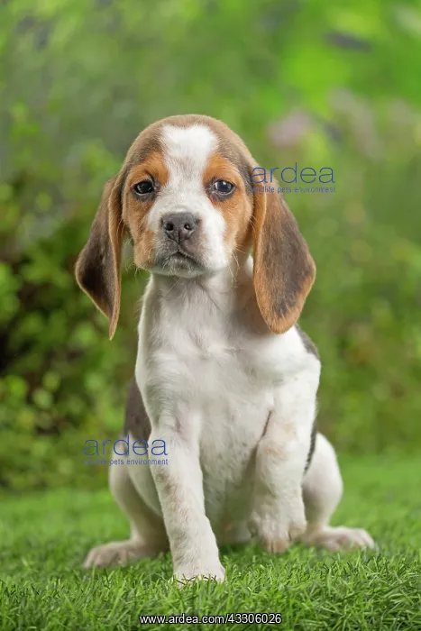 : 80202096 Dog - Beagle puppy Jean-Michel Labat All : 80202096 Dog - Beagle puppy Jean-Michel Labat All