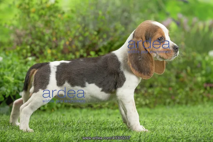 : 80202097 Dog - Beagle puppy Jean-Michel Labat All : 80202097 Dog - Beagle puppy Jean-Michel Labat All