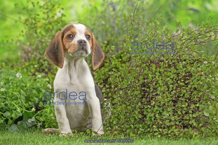 : 80202099 Dog - Beagle puppy Jean-Michel Labat All : 80202099 Dog - Beagle puppy Jean-Michel Labat All