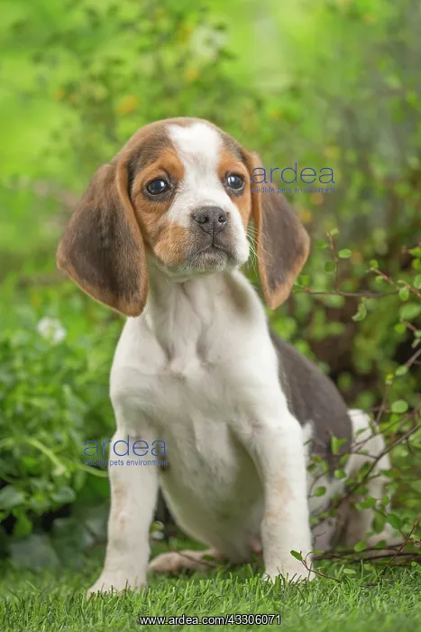 : 80202100 Dog - Beagle puppy Jean-Michel Labat All : 80202100 Dog - Beagle puppy Jean-Michel Labat All