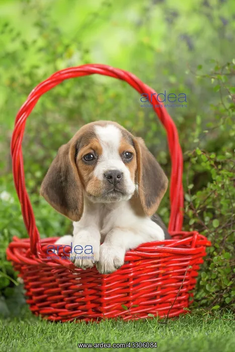 : 80202101 Dog - Beagle puppy Jean-Michel Labat All : 80202101 Dog - Beagle puppy Jean-Michel Labat All