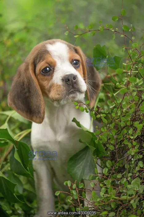 : 80202102 Dog - Beagle puppy Jean-Michel Labat All : 80202102 Dog - Beagle puppy Jean-Michel Labat All