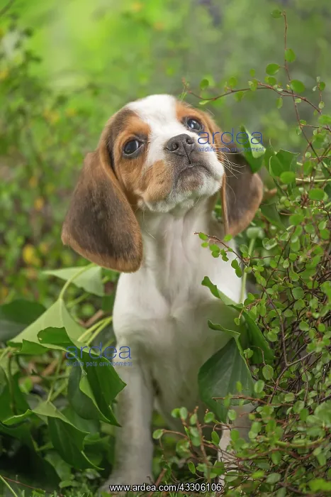 : 80202103 Dog - Beagle puppy Jean-Michel Labat All : 80202103 Dog - Beagle puppy Jean-Michel Labat All
