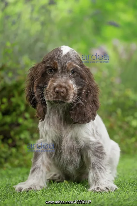 : 80202104 Dog - Cocker Spaniel puppy Jean-Michel : 80202104 Dog - Cocker Spaniel puppy Jean-Michel