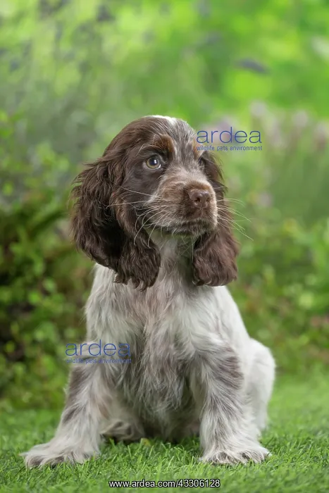 : 80202105 Dog - Cocker Spaniel puppy Jean-Michel : 80202105 Dog - Cocker Spaniel puppy Jean-Michel