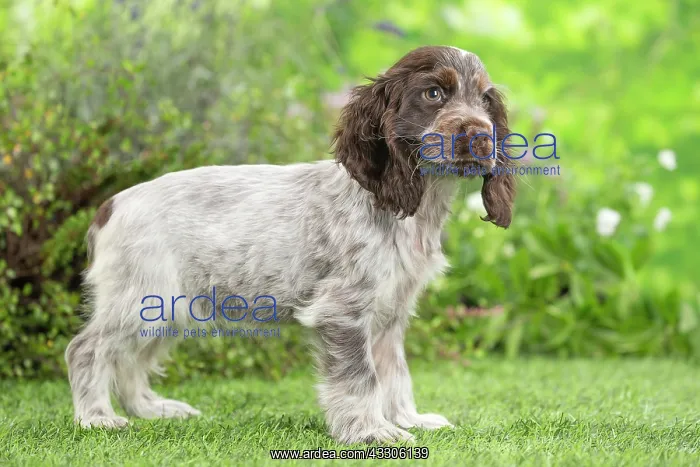 : 80202106 Dog - Cocker Spaniel puppy Jean-Michel : 80202106 Dog - Cocker Spaniel puppy Jean-Michel