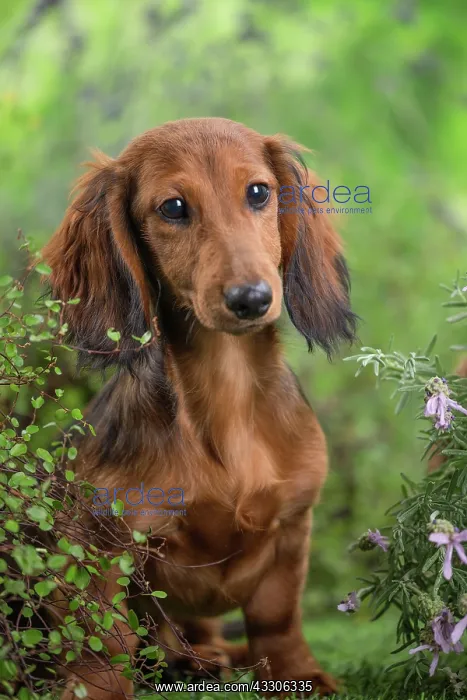  : 80202121 Dog - Long Haired Dachshund puppies Jean-Michel