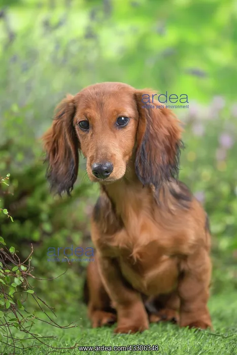 : 80202122 Dog - Long Haired Dachshund puppies Jean-Michel : 80202122 Dog - Long Haired Dachshund puppies Jean-Michel