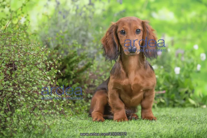: 80202124 Dog - Long Haired Dachshund puppies Jean-Michel : 80202124 Dog - Long Haired Dachshund puppies Jean-Michel